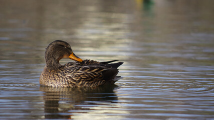 A duck on the surface of a lake.
