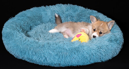Corgi-Welpe, 6 Wochen alt, in rot-weiss, liegt in einem kuscheligen Hundebettchen