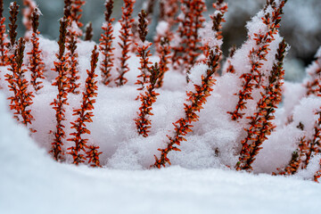 Heather covered with snow and ice needles
