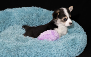 Corgi-Pembroke-Welpe tricolour, 6 Wochen alt, liegt in einem kuscheligen Hundebettchen