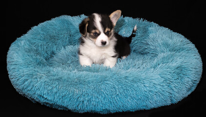 Corgi-Pembroke-Welpe tricolour, 6 Wochen alt, liegt in einem kuscheligen Hundebettchen