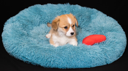 Corgi-Welpe, 6 Wochen alt, in rot-weiss, liegt in einem kuscheligen Hundebettchen
