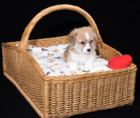 W. Corgi-Pembroke-Welpen, 6 Wochen, rot/weiß, sitzt im Korb