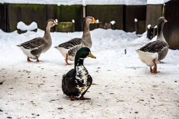poultry and animals in the yard of the eco-farm in winter for feeding