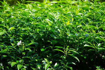 Background of a crepe jasmine shrub, green with white flower.