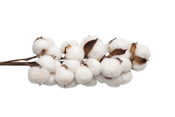 Cotton flower branch isolated on white background.