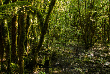 Obraz premium Forêt humide à Serrières-sur-Ain, France