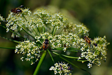 Morning Teamwork Herb Meadow Flowers Working Bees