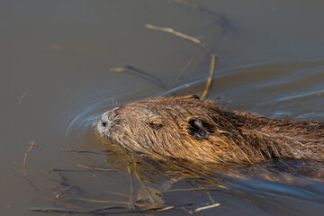Nutria in the autumn morning near the lake in Agamon Hula, Israel.