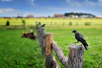 crow on a fence