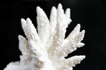 Dry coral branch on black background