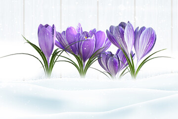 Spring Flower in snow