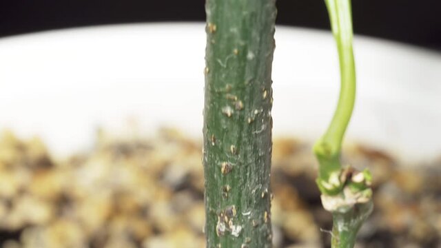 trunk of a small mango tree in a home pot, video slide, close-up.