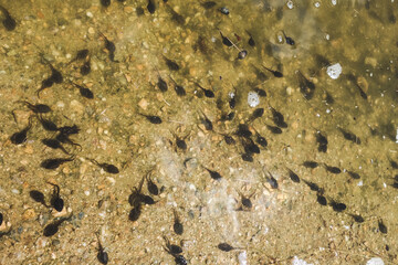 Tadpoles swimming in a mountain lake, french alps