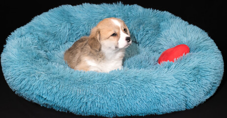 Corgi-Welpe, 6 Wochen alt, in rot-weiss, liegt in einem kuscheligen Hundebettchen