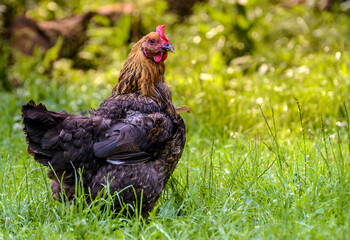 Hen chick rearing in natural