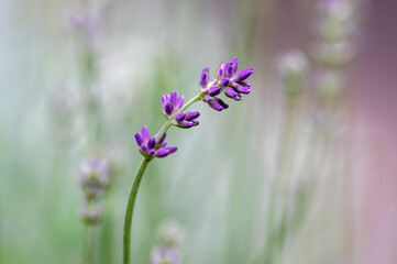 Lavandula angustifolia bunch of flowers in bloom, purple scented flowering plant