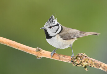 Crested tit (Lophophanes cristatus) close up
