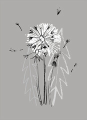 Decor printable art. Hand drawn monochrome vector illustration of dandelion flower on gray background. Design for prints, posters, cards, textile