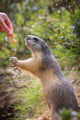 wild Marmot Marmota groundhog is getting fed in the swiss alps Switzerland animal wildlife ground squirrel with hand human hand, peanut macro detail