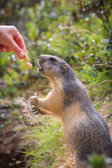 wild Marmot Marmota groundhog is getting fed in the swiss alps Switzerland animal wildlife ground squirrel with hand human hand, peanut macro detail