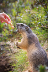 wild Marmot Marmota groundhog is getting fed in the swiss alps Switzerland animal wildlife ground squirrel with hand human hand, peanut macro detail