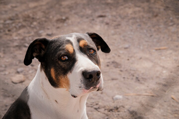 Retrato de perro con fondo de tierra