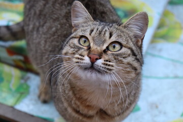 a cat sits on a table in the garden
