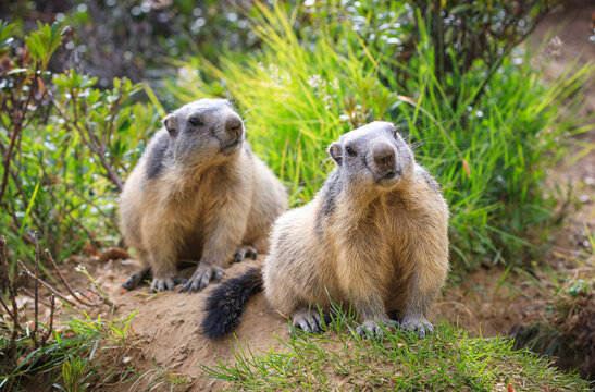 wild Marmot Marmota is looking around in the Swiss alps Switzerland animal wildlife groundhog ground squirrel