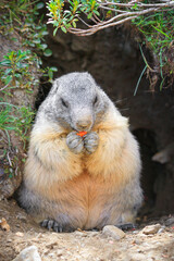 Naklejka na ściany i meble Marmot Marmota is eating in the swiss alps, getting food get feed carrot, in his cave