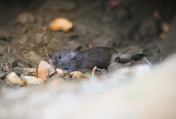 Naklejka na ściany i meble little mouse in a cave 