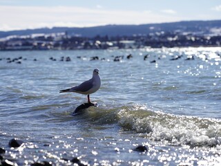 seagull on the beach