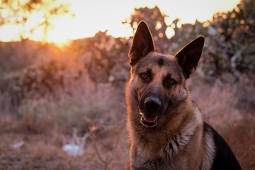 Retrato de perro pastor alemán al atardecer con el sol de fondo