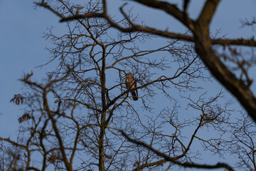 Greifvogel im kahlen Baum