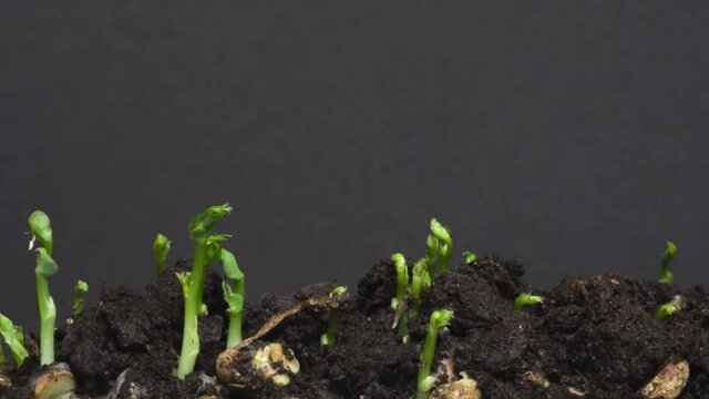 Microgreens isolated beans on black background. Microgreen peas growing close up sprouting time lapse. 4k, 25 fps. Green sprouts of soja.