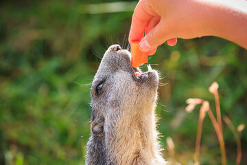 wild Marmot Marmota groundhog is getting fed in the swiss alps Switzerland animal wildlife ground squirrel with hand human hand, peanut macro detail