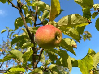 Botanischer Garten Berlin Apfel