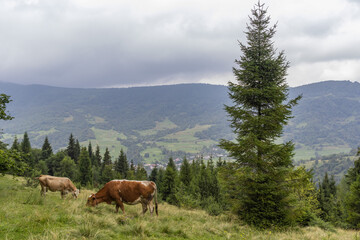 Fototapeta na wymiar Majestic view on beautiful foggy Carpathian mountains Meadow. Cows Graze in the Carpathian mountains Meadow