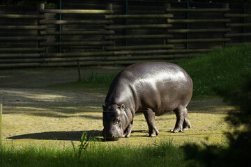 Hipopotam - ssak