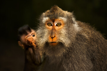 Wild Monkey Family