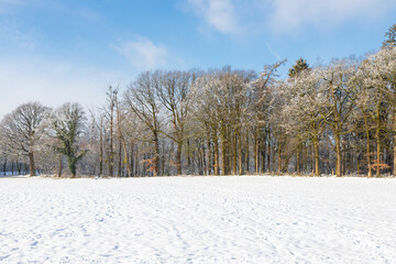 Winter landscape on the border of the Netherlands and Belgium. The meadows and forest are covered with a layer of fresh snow under a blue sky