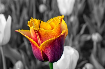 Multi-colored tulip on black and white background 