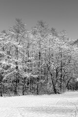 Black and white image of a forest covered with fresh snow, giving a serene and tranquil atmosphere.