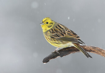 Yellowhammer (Emberiza citrinella) in winter scenery