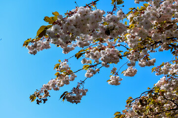 Keukenhof, Netherlands - April 19, 2019: Tulip flower with green leaf background in tulip field at winter or spring day for postcard beauty decoration and agriculture concept design...