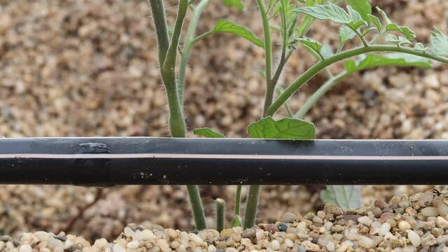 Riego por goteo de pl&aacute;ntulas de tomate en suelo enarenado