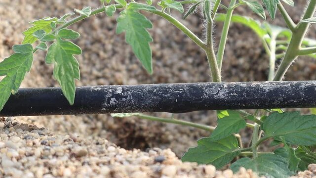 Riego por goteo de pl&aacute;ntulas de tomate en suelo enarenado
