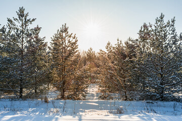 Edge of a coniferous winter forest during sunset with the sun and rays against the blue sky. Northern winter landscape