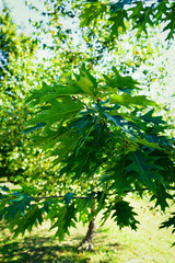 Beautiful young oak leaves in a summer day