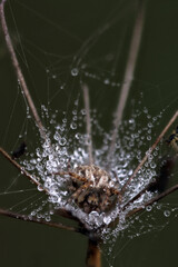 Spider on a misty web